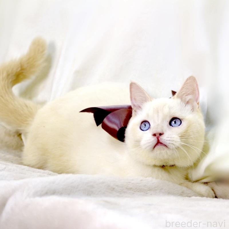 販売中の栃木県のマンチカン-138834の5枚目