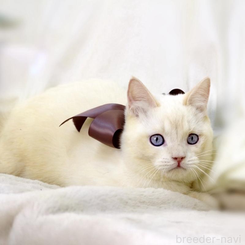 販売中の栃木県のマンチカン-138834の4枚目