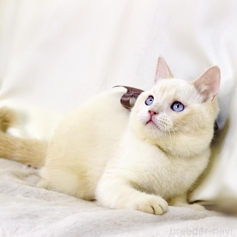 販売中の栃木県のマンチカン-138834の3枚目