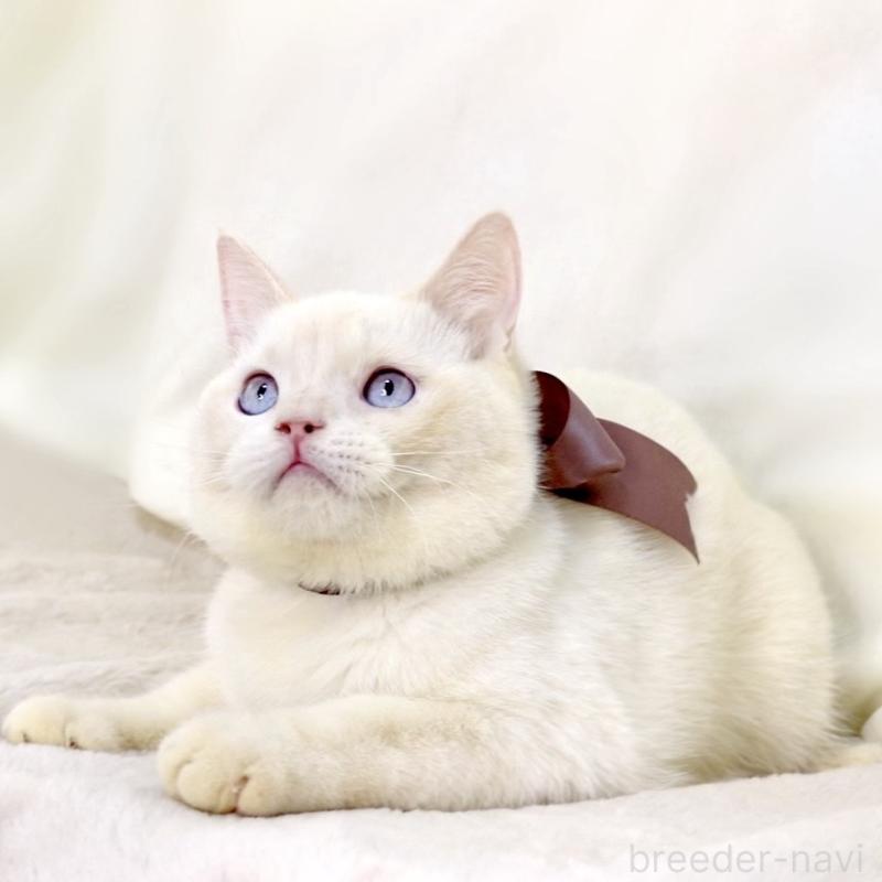 販売中の栃木県のマンチカン-138834の2枚目