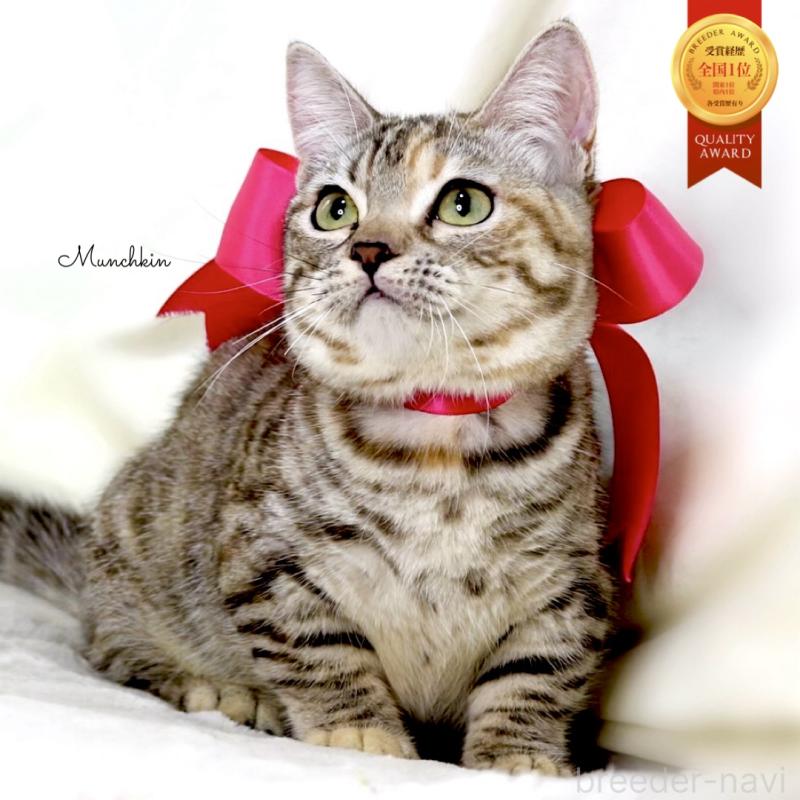 販売中の栃木県のマンチカン(短足)-131270