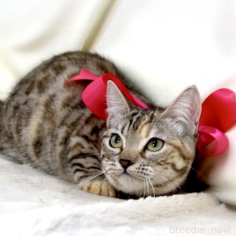 販売中の栃木県のマンチカン(短足)-131270の10枚目