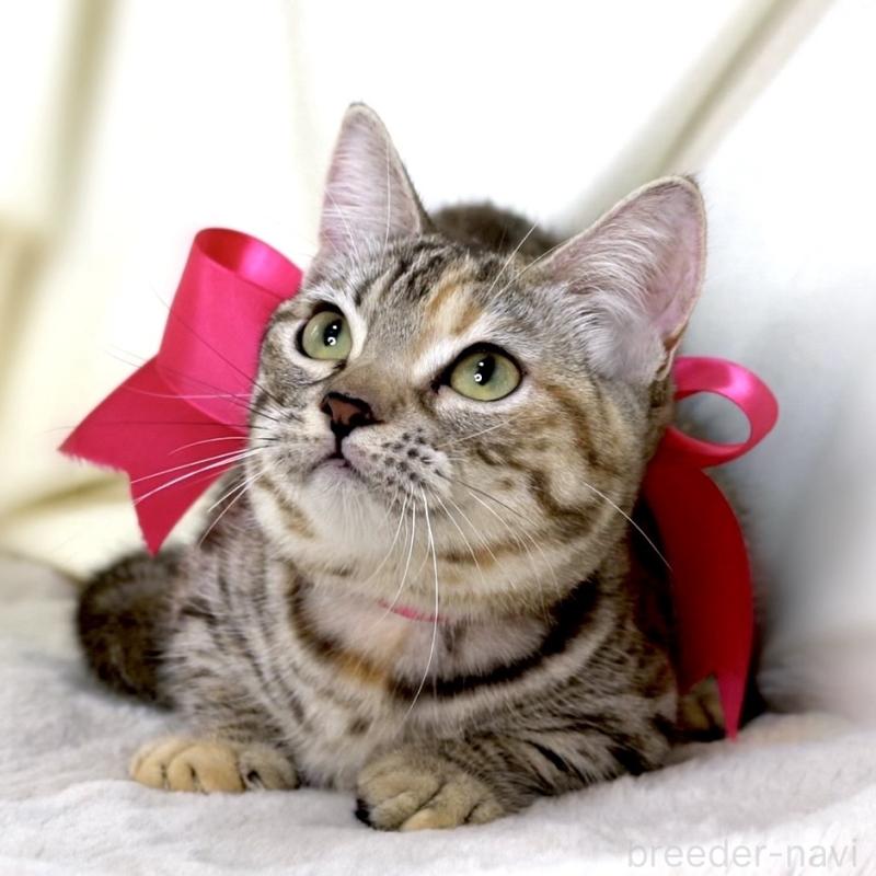 販売中の栃木県のマンチカン(短足)-131270の9枚目