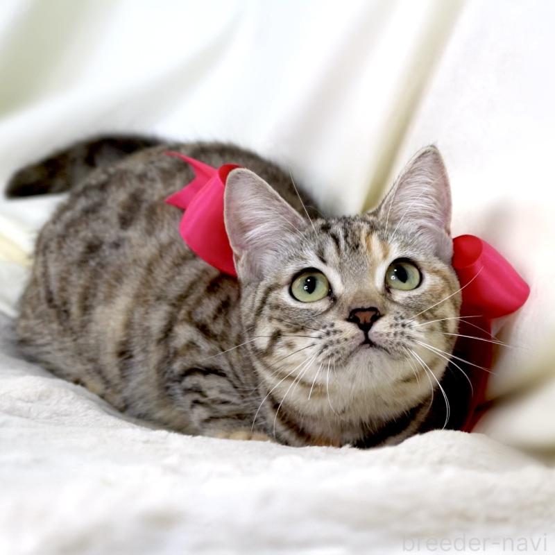 販売中の栃木県のマンチカン(短足)-131270の8枚目