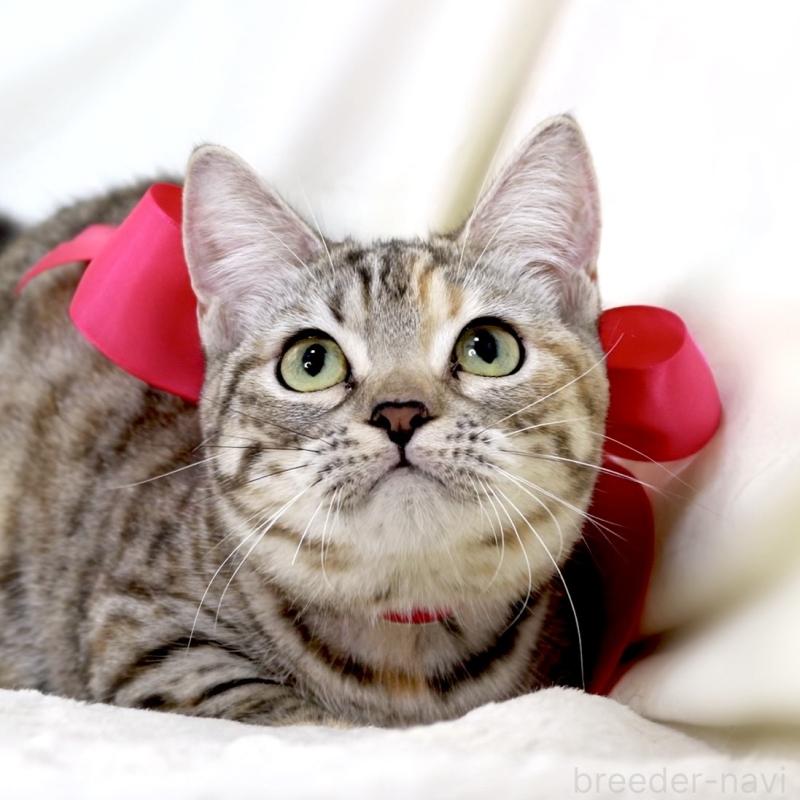 販売中の栃木県のマンチカン(短足)-131270の6枚目