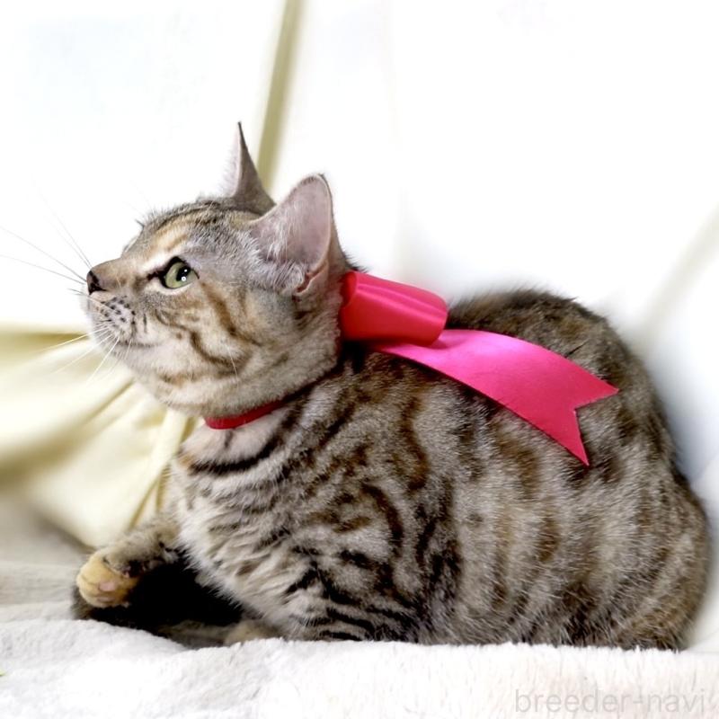 販売中の栃木県のマンチカン(短足)-131270の5枚目