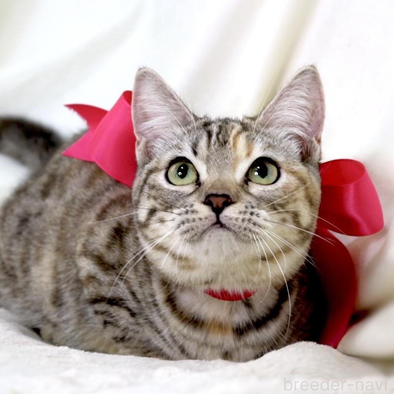 販売中の栃木県のマンチカン(短足)-131270の4枚目