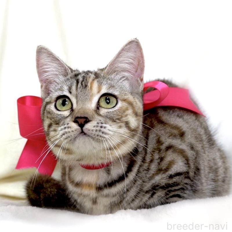 販売中の栃木県のマンチカン(短足)-131270の3枚目