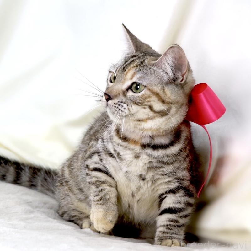 販売中の栃木県のマンチカン(短足)-131270の2枚目