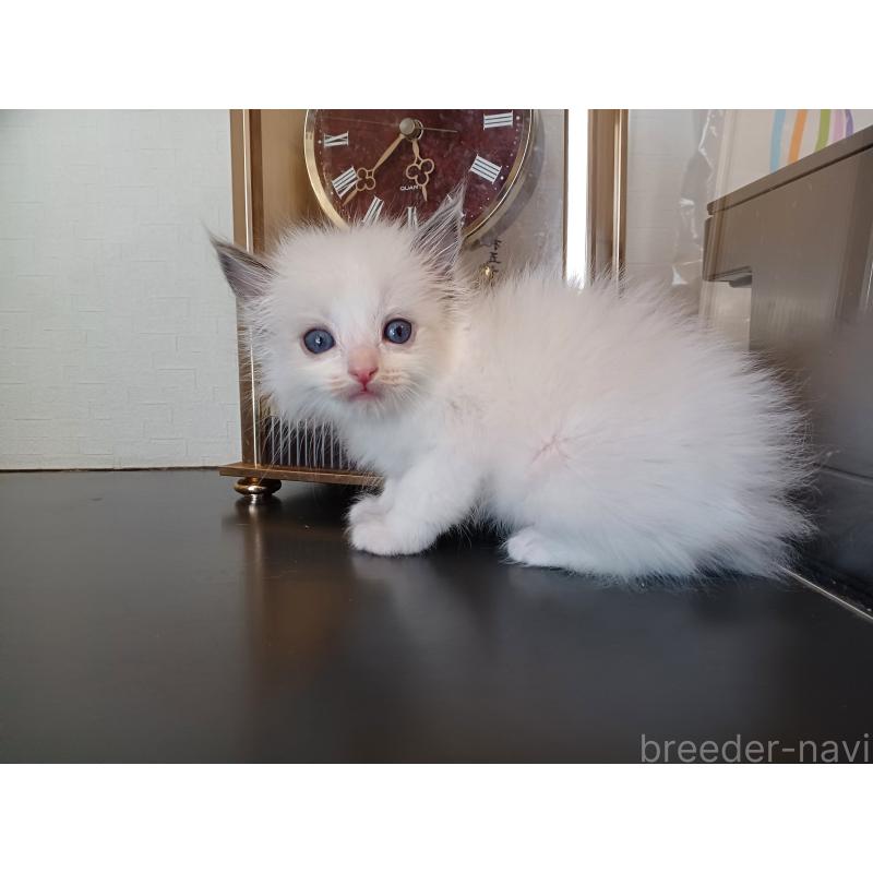 販売中の東京都のラグドール-138835の10枚目