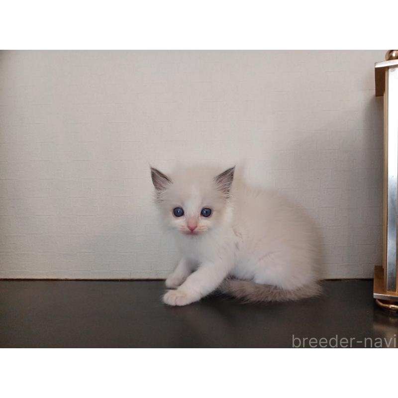 販売中の東京都のラグドール-138835の9枚目