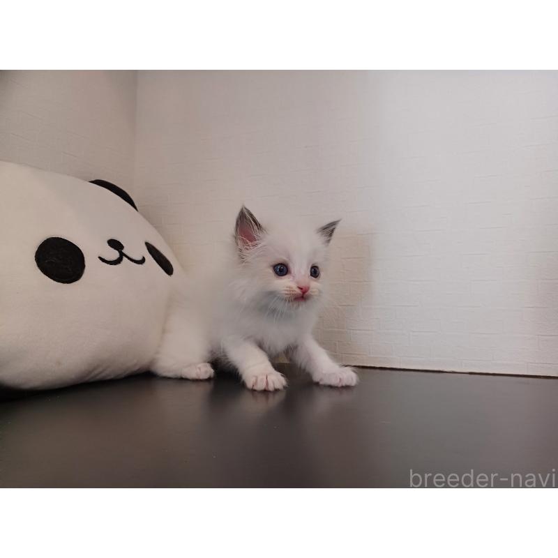 販売中の東京都のラグドール-138835の8枚目