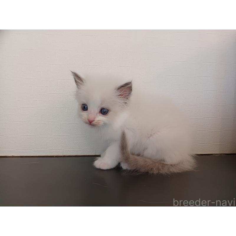 販売中の東京都のラグドール-138835の7枚目