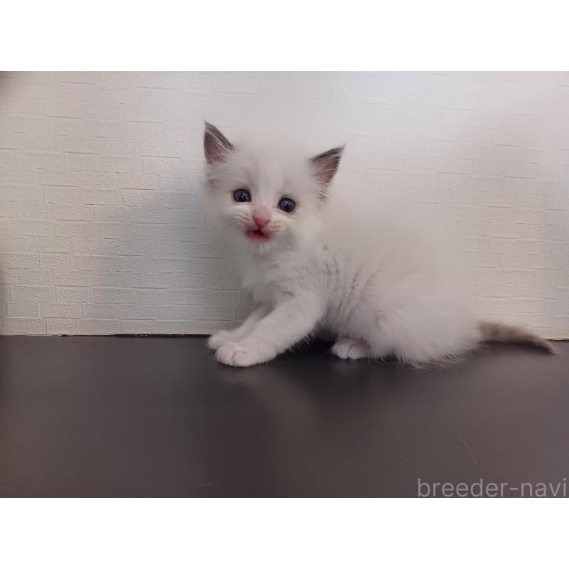 販売中の東京都のラグドール-138835の6枚目