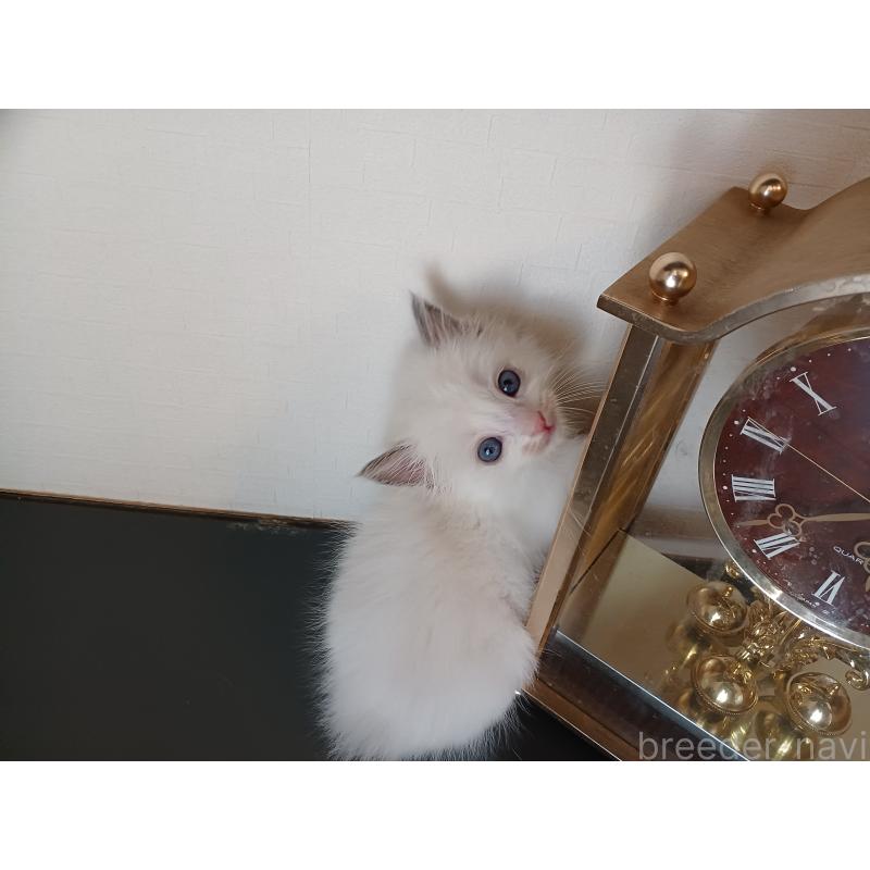 販売中の東京都のラグドール-138835の5枚目