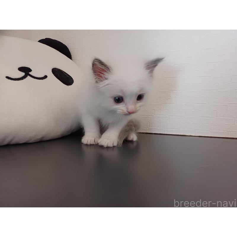 販売中の東京都のラグドール-138835の4枚目