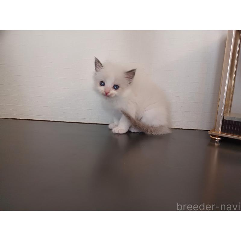 販売中の東京都のラグドール-138835の3枚目