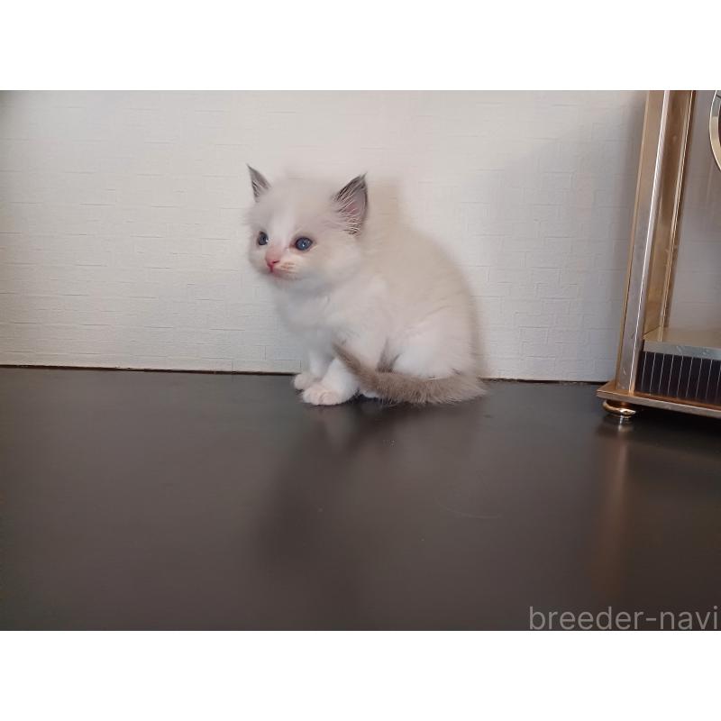 販売中の東京都のラグドール-138835の2枚目