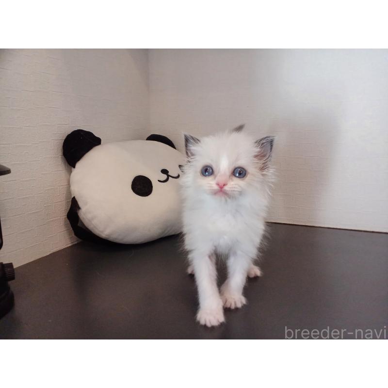 販売中の東京都のラグドール-138836の9枚目