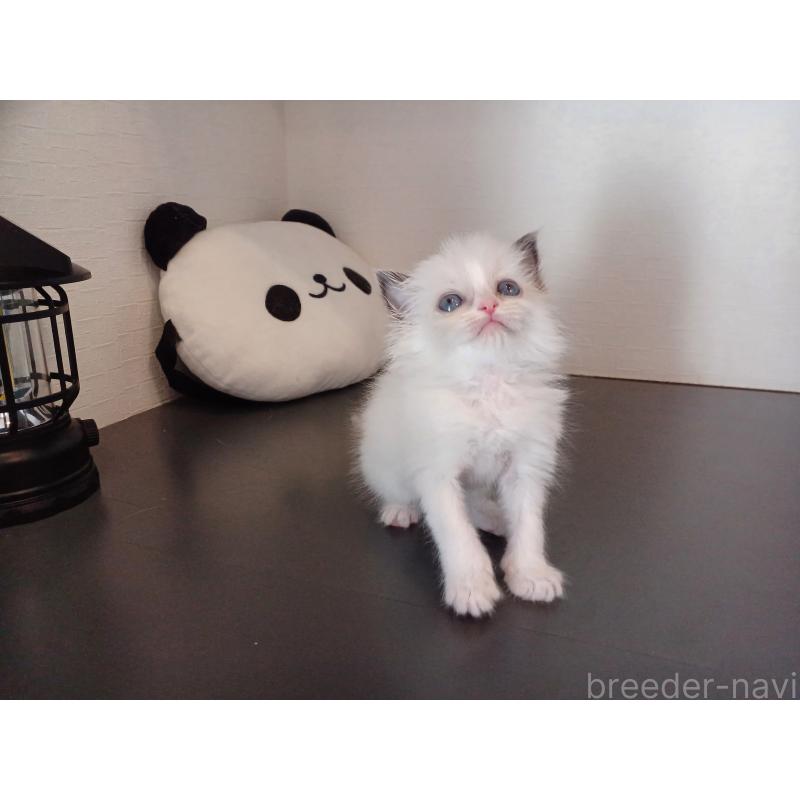 販売中の東京都のラグドール-138836の8枚目