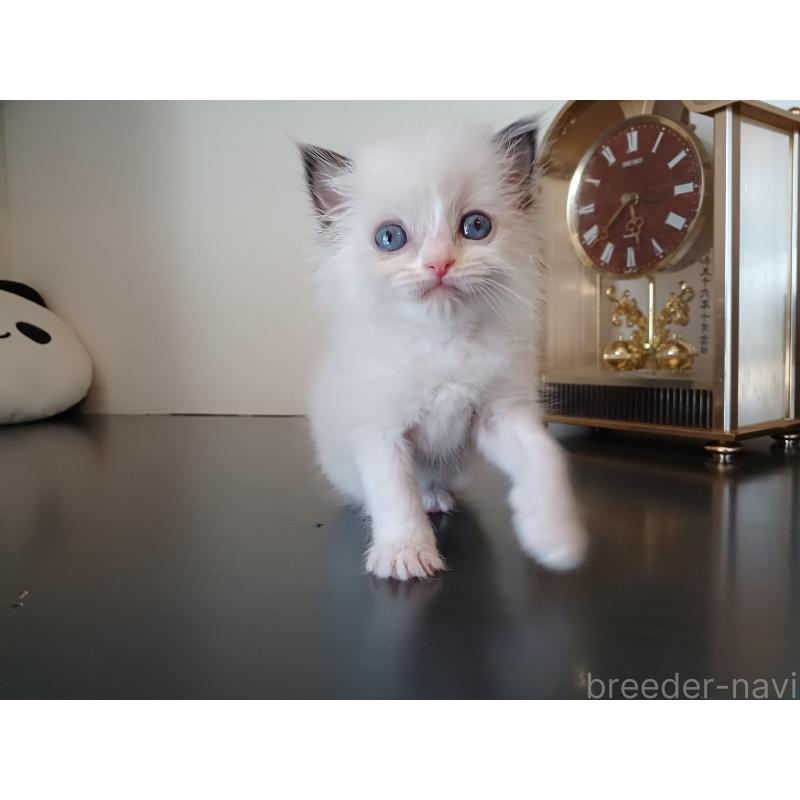 販売中の東京都のラグドール-138836の7枚目