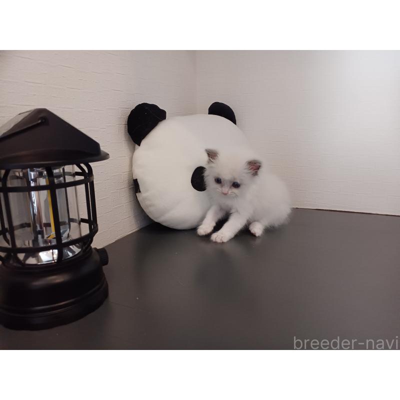 販売中の東京都のラグドール-138836の6枚目