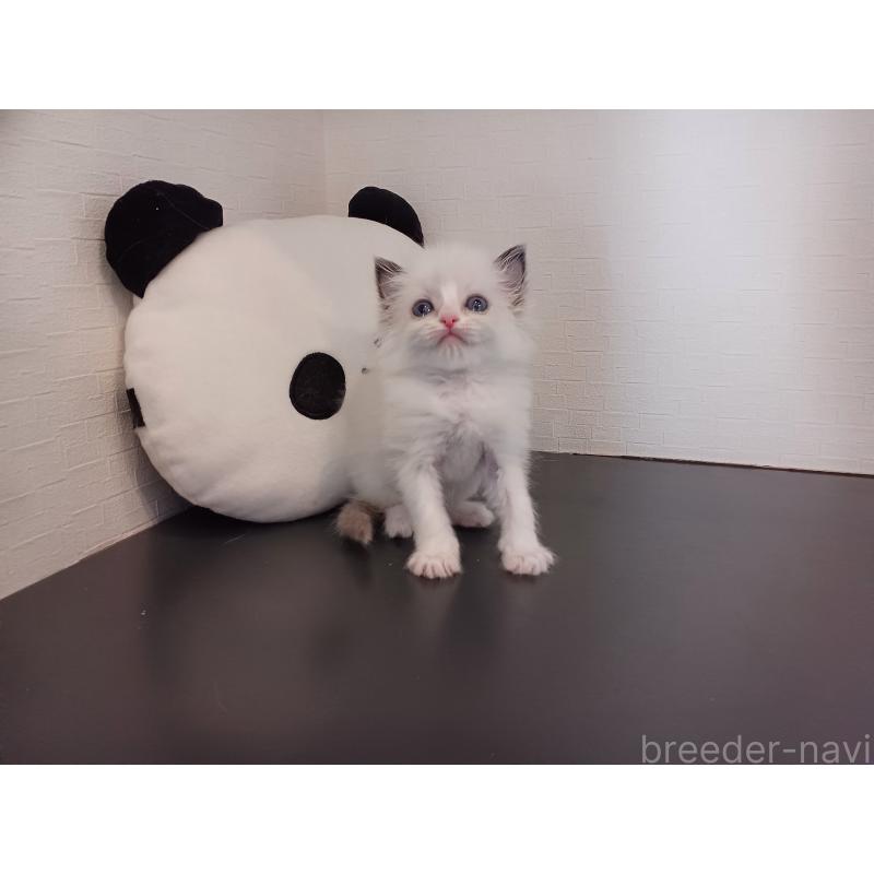 販売中の東京都のラグドール-138836の5枚目