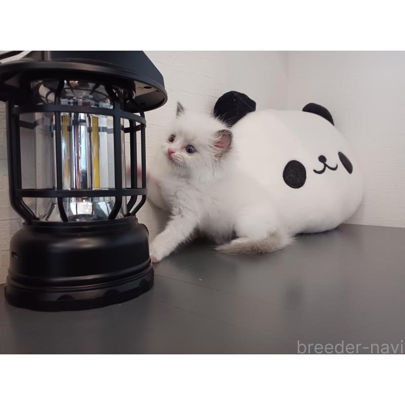 販売中の東京都のラグドール-138836の4枚目