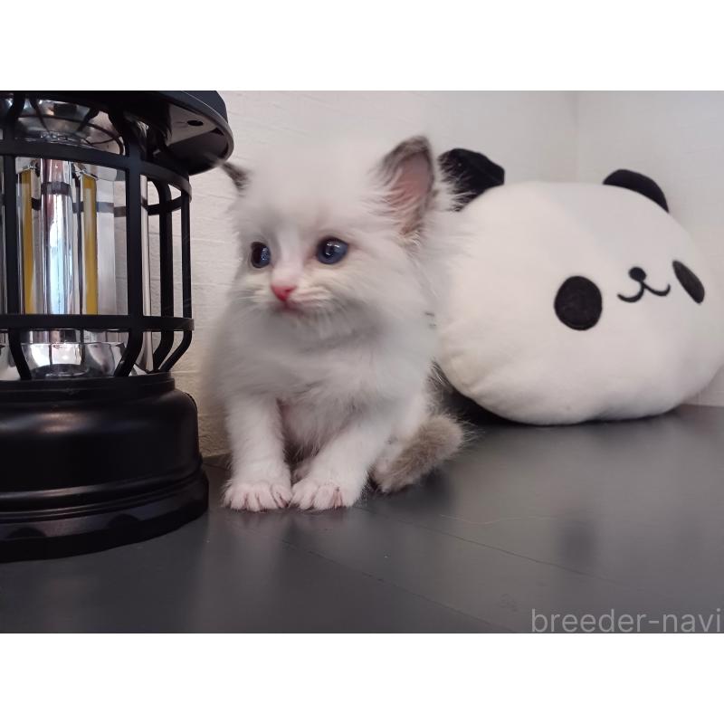 販売中の東京都のラグドール-138836の3枚目