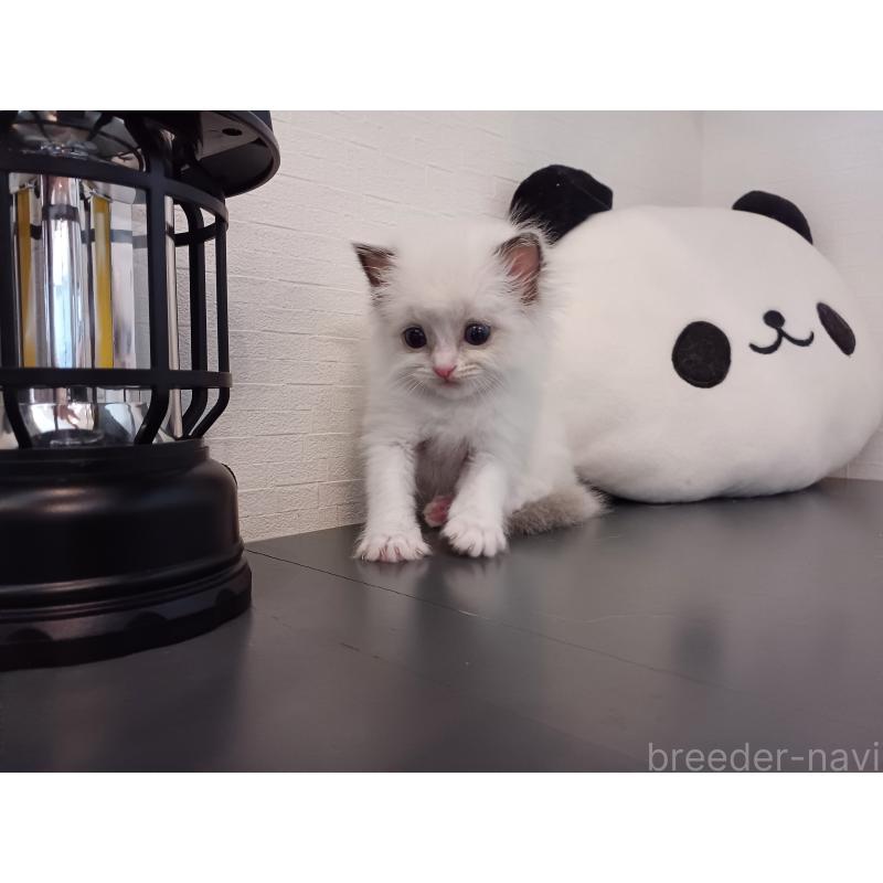 販売中の東京都のラグドール-138836の2枚目