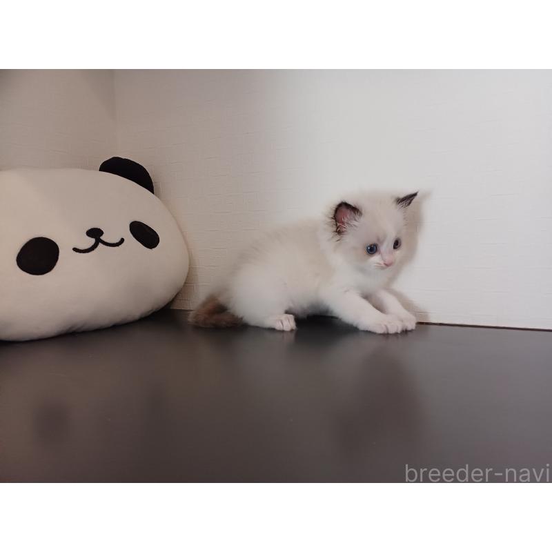 販売中の東京都のラグドール-138837の10枚目