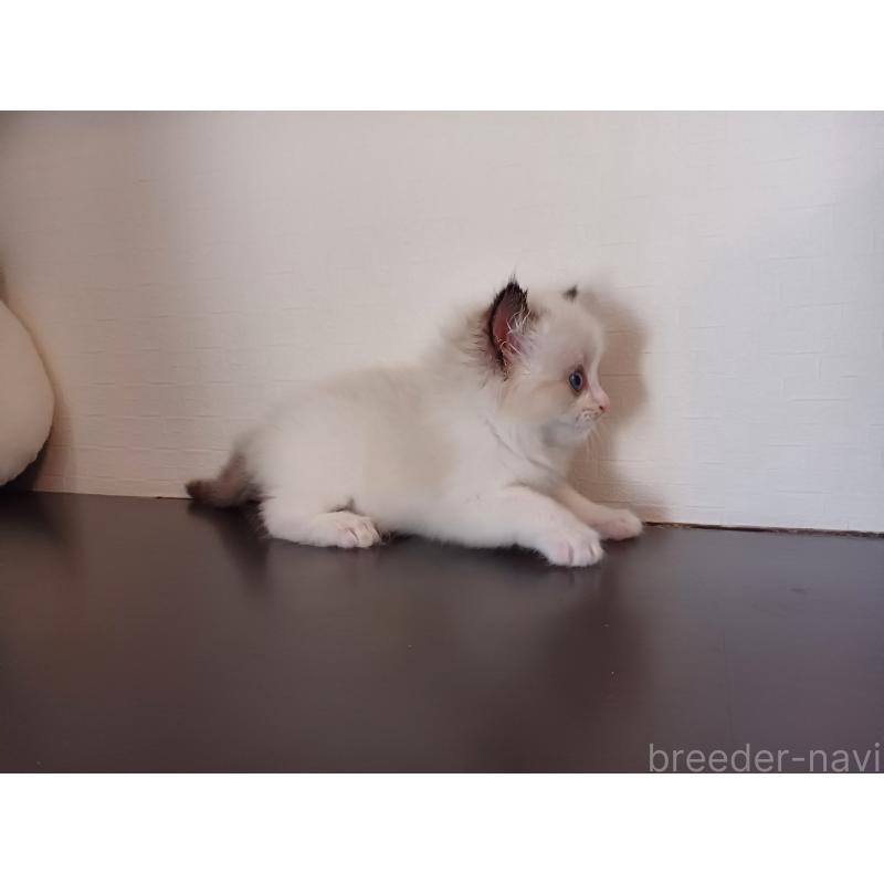 販売中の東京都のラグドール-138837の9枚目