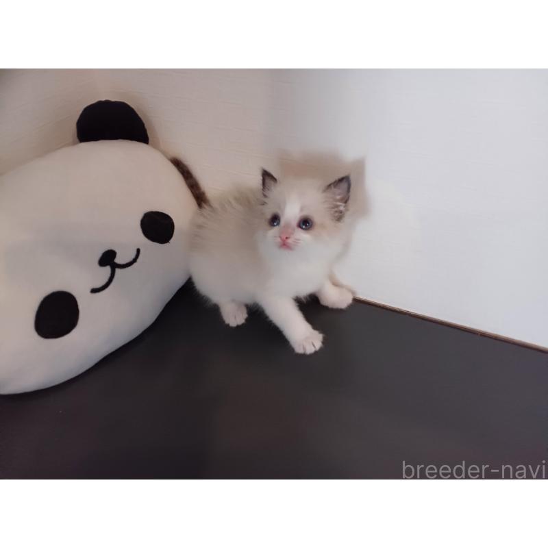 販売中の東京都のラグドール-138837の8枚目