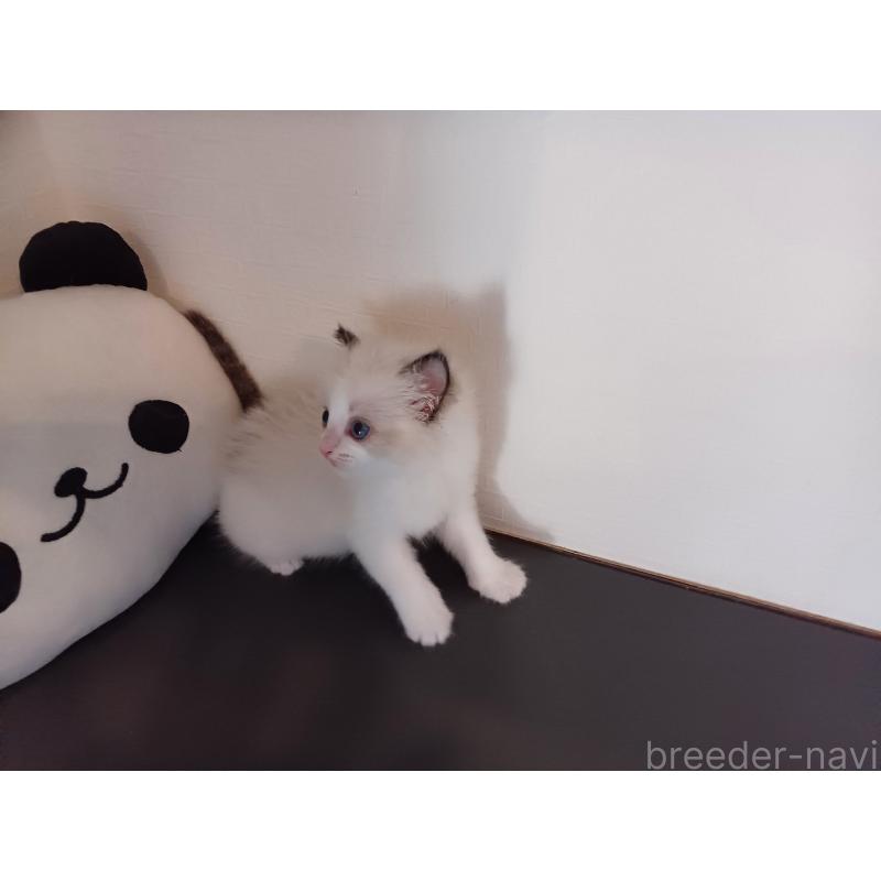 販売中の東京都のラグドール-138837の7枚目