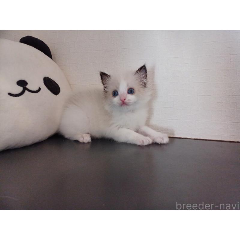 販売中の東京都のラグドール-138837の6枚目