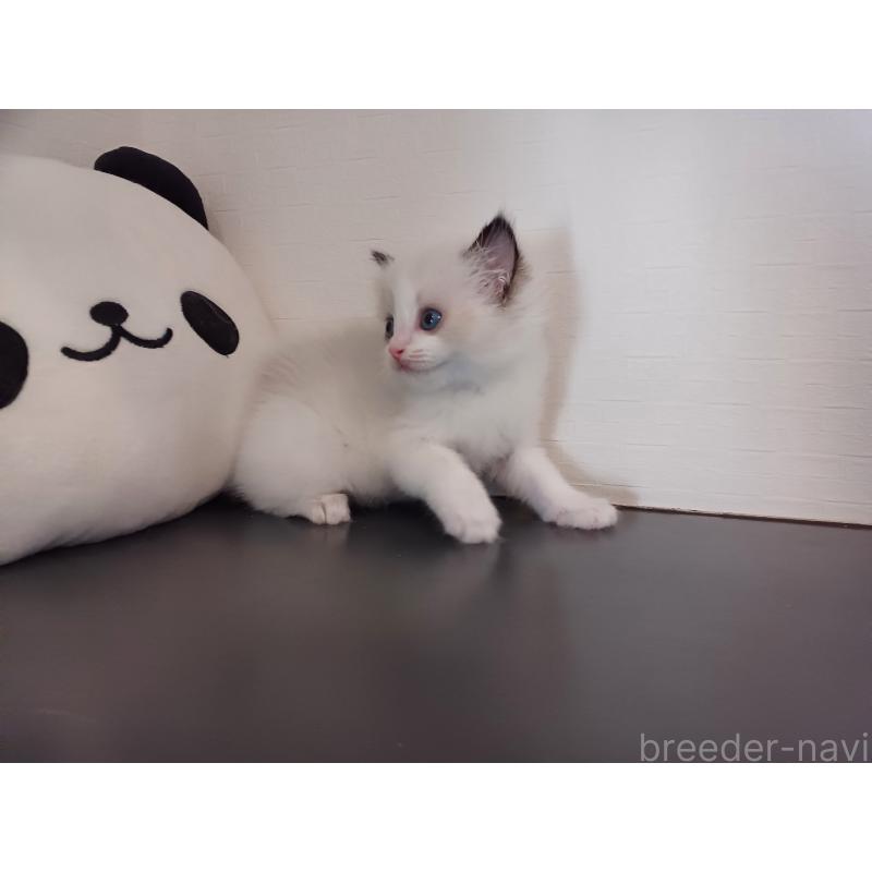 販売中の東京都のラグドール-138837の5枚目