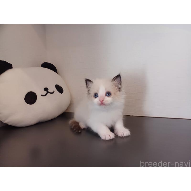 販売中の東京都のラグドール-138837の4枚目