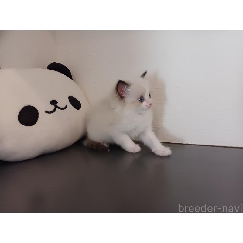 販売中の東京都のラグドール-138837の3枚目