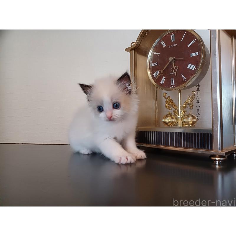 販売中の東京都のラグドール-138837の2枚目