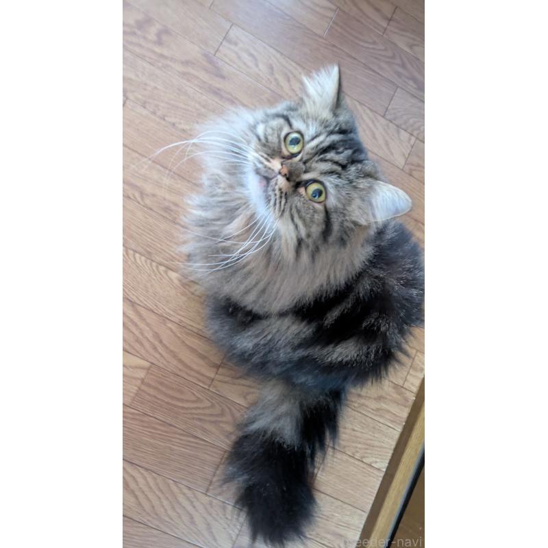 販売中の大阪府のミヌエット-81311