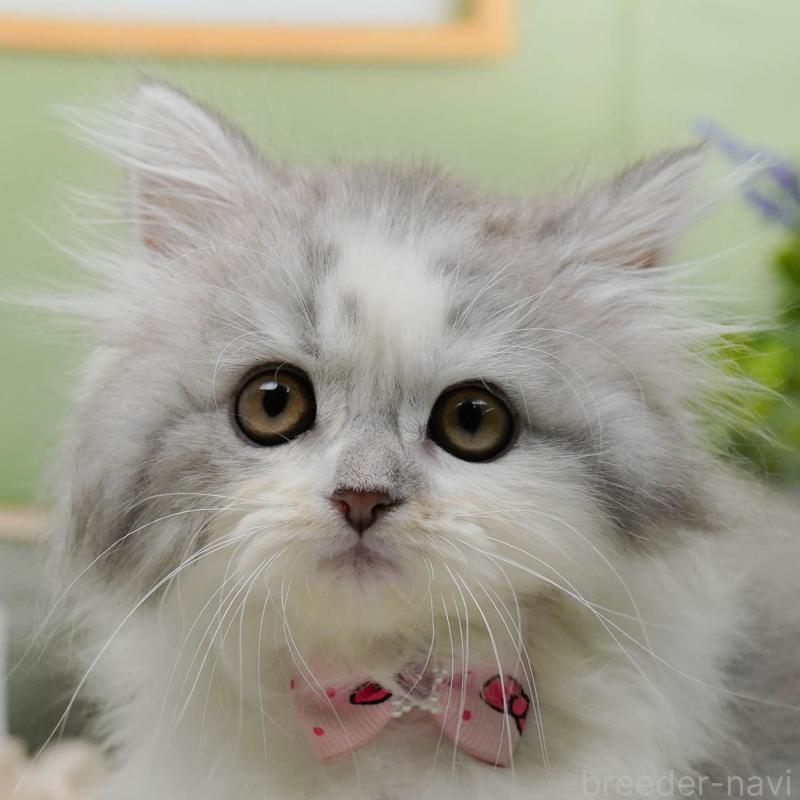 販売中の神奈川県のサイベリアン-138035