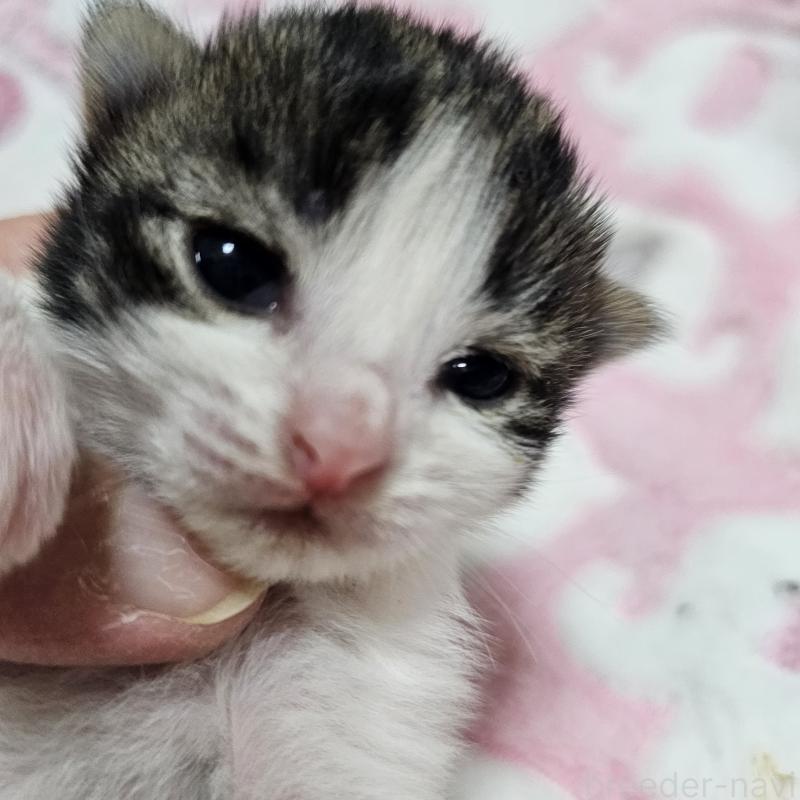 販売中の兵庫県のノルウェージャンフォレストキャット-138838の1枚目