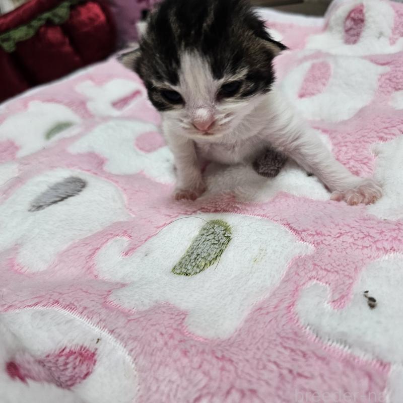 販売中の兵庫県のノルウェージャンフォレストキャット-138838の3枚目