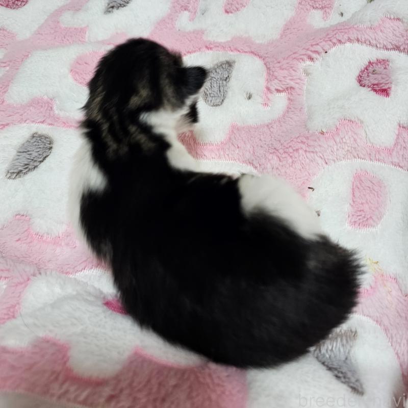 販売中の兵庫県のノルウェージャンフォレストキャット-138838の2枚目