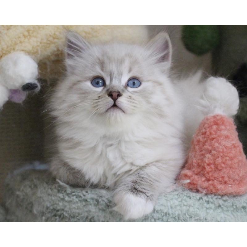 販売中の山梨県のラグドール-136577の3枚目