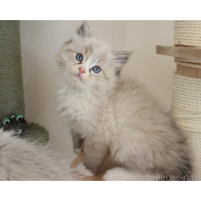 販売中の山梨県のラグドール-136574の4枚目