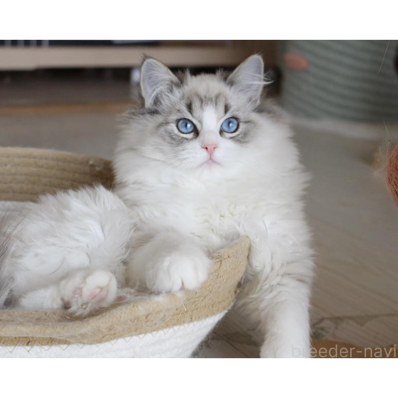 販売中の山梨県のラグドール-131653の8枚目