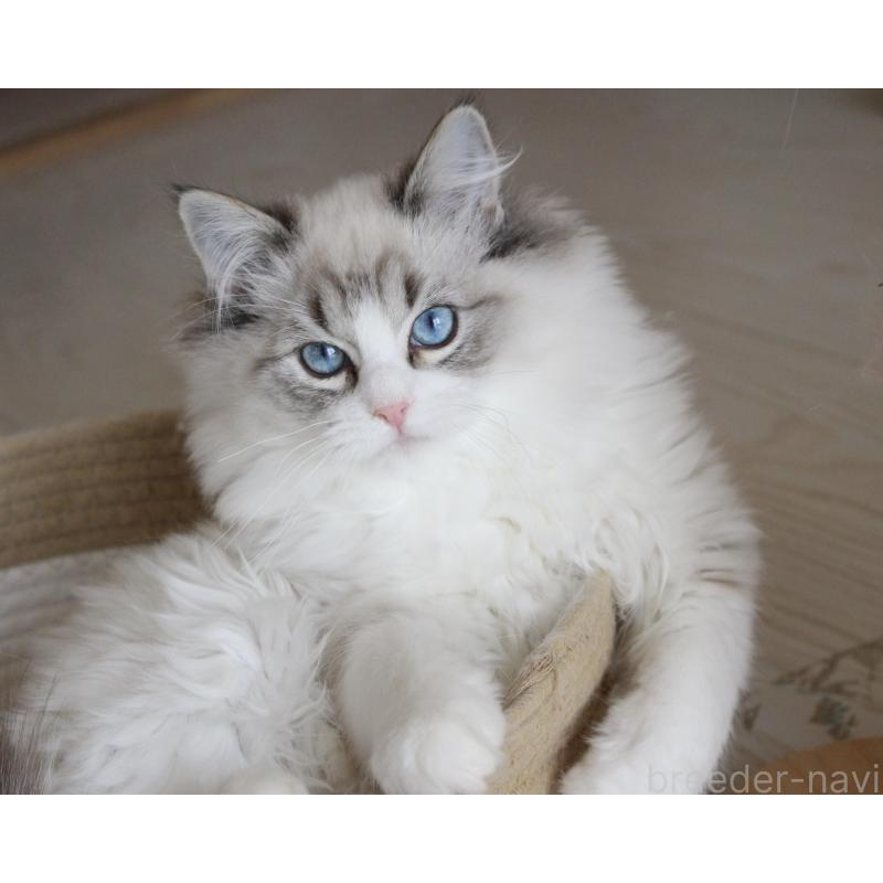 販売中の山梨県のラグドール-131653の7枚目