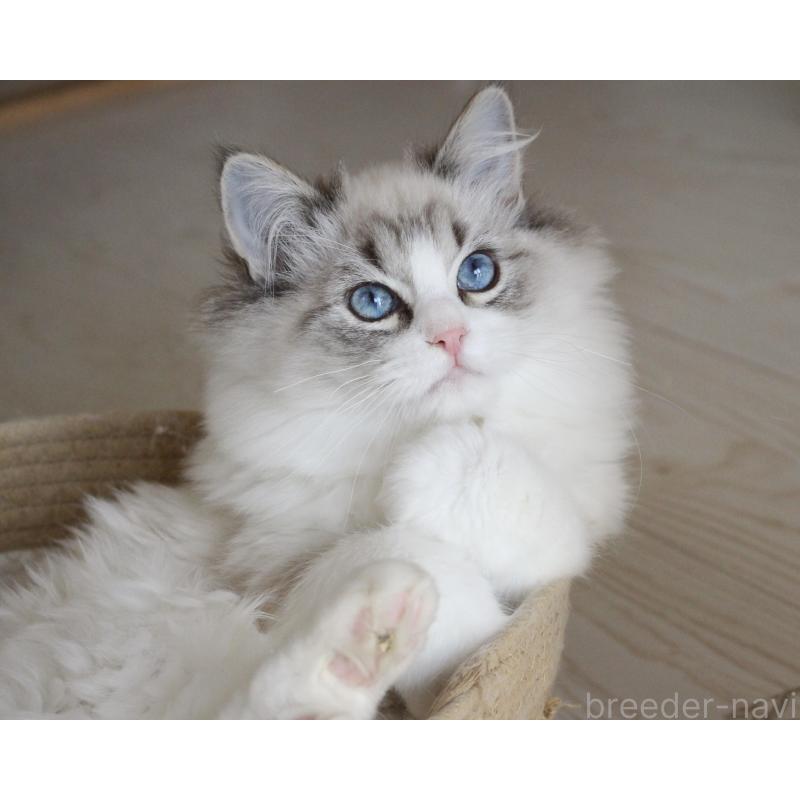 販売中の山梨県のラグドール-131653の6枚目