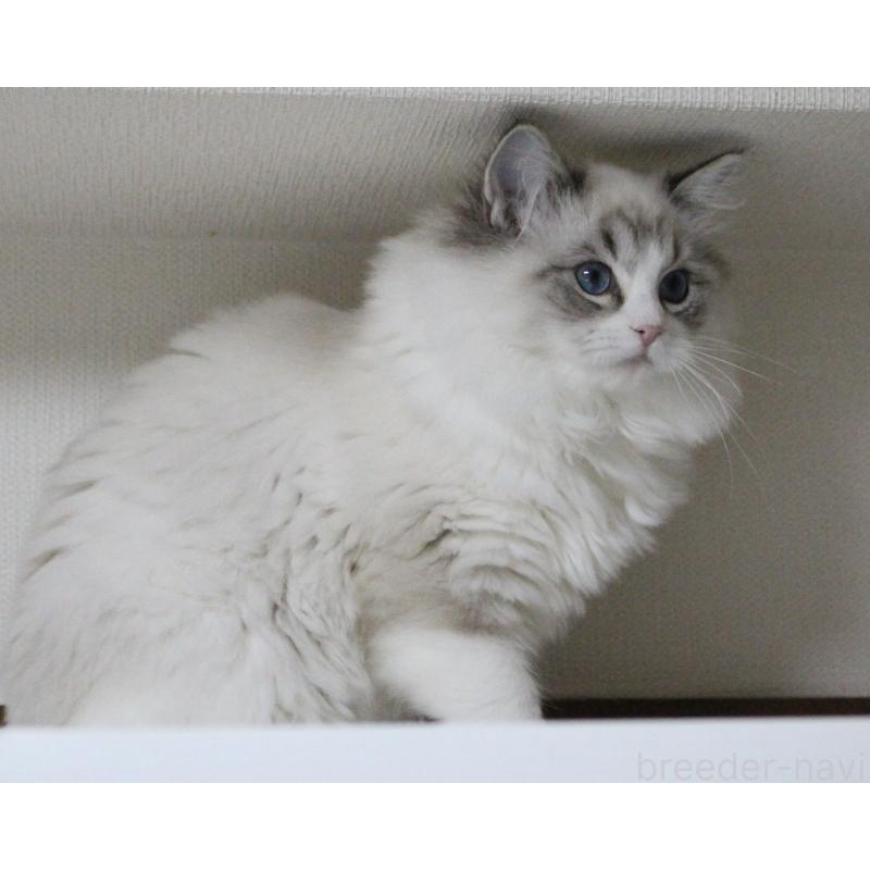 販売中の山梨県のラグドール-131653の4枚目